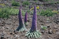 05-27-2009 : La Palma, Jour 05, Roque de los muchachos, Caldera de Taburiente, Observatoires, El Time