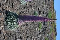 05-27-2009 : La Palma, Jour 05, Roque de los muchachos, Caldera de Taburiente, Observatoires, El Time
