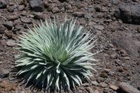 05-27-2009 : La Palma, Jour 05, Roque de los muchachos, Caldera de Taburiente, Observatoires, El Time