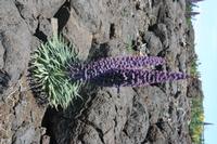 05-27-2009 : La Palma, Jour 05, Roque de los muchachos, Caldera de Taburiente, Observatoires, El Time