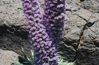 05-27-2009 : La Palma, Jour 05, Roque de los muchachos, Caldera de Taburiente, Observatoires, El Time