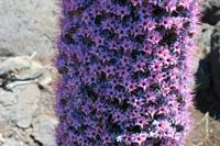 05-27-2009 : La Palma, Jour 05, Roque de los muchachos, Caldera de Taburiente, Observatoires, El Time