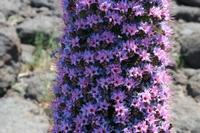 05-27-2009 : La Palma, Jour 05, Roque de los muchachos, Caldera de Taburiente, Observatoires, El Time