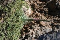 05-27-2009 : La Palma, Jour 05, Roque de los muchachos, Caldera de Taburiente, Observatoires, El Time