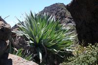 05-27-2009 : La Palma, Jour 05, Roque de los muchachos, Caldera de Taburiente, Observatoires, El Time