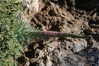 05-27-2009 : La Palma, Jour 05, Roque de los muchachos, Caldera de Taburiente, Observatoires, El Time