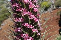 05-27-2009 : La Palma, Jour 05, Roque de los muchachos, Caldera de Taburiente, Observatoires, El Time