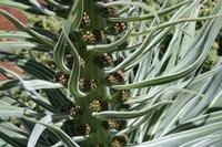 05-27-2009 : La Palma, Jour 05, Roque de los muchachos, Caldera de Taburiente, Observatoires, El Time