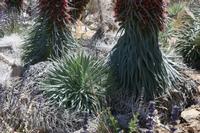 06-04-2009 : Tenerife, Jour 02, El Portillo JB, las Cañadas, Caldera du Teide