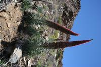 06-04-2009 : Tenerife, Jour 02, El Portillo JB, las Cañadas, Caldera du Teide