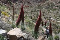06-04-2009 : Tenerife, Jour 02, El Portillo JB, las Cañadas, Caldera du Teide