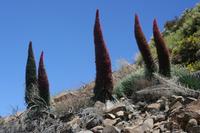 06-04-2009 : Tenerife, Jour 02, El Portillo JB, las Cañadas, Caldera du Teide
