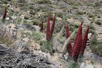 06-04-2009 : Tenerife, Jour 02, El Portillo JB, las Cañadas, Caldera du Teide