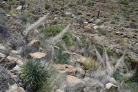 06-04-2009 : Tenerife, Jour 02, El Portillo JB, las Cañadas, Caldera du Teide