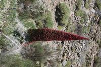 06-04-2009 : Tenerife, Jour 02, El Portillo JB, las Cañadas, Caldera du Teide