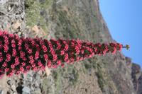 06-04-2009 : Tenerife, Jour 02, El Portillo JB, las Cañadas, Caldera du Teide