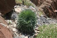 06-04-2009 : Tenerife, Jour 02, El Portillo JB, las Cañadas, Caldera du Teide