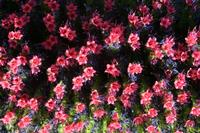 06-04-2009 : Tenerife, Jour 02, El Portillo JB, las Cañadas, Caldera du Teide