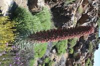 06-04-2009 : Tenerife, Jour 02, El Portillo JB, las Cañadas, Caldera du Teide