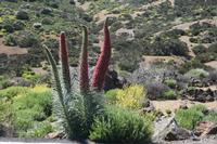 06-04-2009 : Tenerife, Jour 02, El Portillo JB, las Cañadas, Caldera du Teide