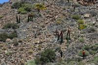 06-04-2009 : Tenerife, Jour 02, El Portillo JB, las Cañadas, Caldera du Teide
