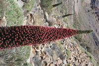 06-04-2009 : Tenerife, Jour 02, El Portillo JB, las Cañadas, Caldera du Teide