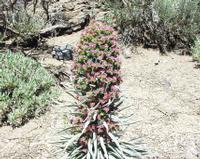06-10-2001 : Tenerife, Jour 01, El Portillo JB, las Cañadas