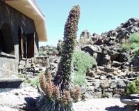 06-10-2001 : Tenerife, Jour 01, El Portillo JB, las Cañadas