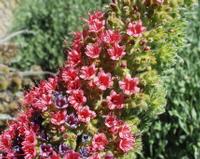 06-10-2001 : Tenerife, Jour 01, El Portillo JB, las Cañadas