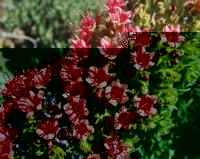 06-10-2001 : Tenerife, Jour 01, El Portillo JB, las Cañadas