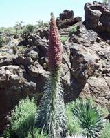 06-10-2001 : Tenerife, Jour 01, El Portillo JB, las Cañadas