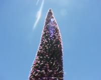 06-10-2001 : Tenerife, Jour 01, El Portillo JB, las Cañadas