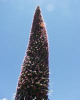 06-10-2001 : Tenerife, Jour 01, El Portillo JB, las Cañadas