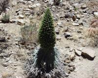 06-11-2001 : Tenerife, Jour 02, Montaña roja, déjeuner versant Sud, la Caldera du Teide