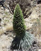 06-11-2001 : Tenerife, Jour 02, Montaña roja, déjeuner versant Sud, la Caldera du Teide