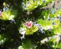 06-11-2001 : Tenerife, Jour 02, Montaña roja, déjeuner versant Sud, la Caldera du Teide