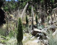 06-11-2001 : Tenerife, Jour 02, Montaña roja, déjeuner versant Sud, la Caldera du Teide