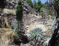 06-11-2001 : Tenerife, Jour 02, Montaña roja, déjeuner versant Sud, la Caldera du Teide