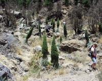 06-11-2001 : Tenerife, Jour 02, Montaña roja, déjeuner versant Sud, la Caldera du Teide