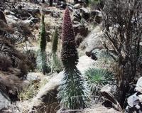 06-11-2001 : Tenerife, Jour 02, Montaña roja, déjeuner versant Sud, la Caldera du Teide