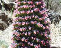 06-11-2001 : Tenerife, Jour 02, Montaña roja, déjeuner versant Sud, la Caldera du Teide