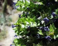06-11-2001 : Tenerife, Jour 02, Montaña roja, déjeuner versant Sud, la Caldera du Teide