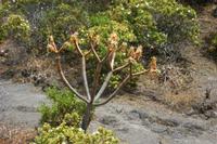 06-03-2009 : Tenerife, Jour 01, Garachico, Montaña de Taco, Punta de Teno, Masca