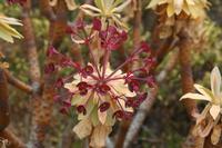 06-03-2009 : Tenerife, Jour 01, Garachico, Montaña de Taco, Punta de Teno, Masca