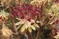 06-03-2009 : Tenerife, Jour 01, Garachico, Montaña de Taco, Punta de Teno, Masca