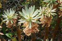 06-03-2009 : Tenerife, Jour 01, Garachico, Montaña de Taco, Punta de Teno, Masca