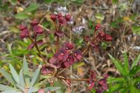 06-03-2009 : Tenerife, Jour 01, Garachico, Montaña de Taco, Punta de Teno, Masca
