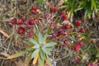 06-03-2009 : Tenerife, Jour 01, Garachico, Montaña de Taco, Punta de Teno, Masca