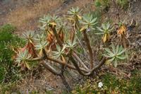06-03-2009 : Tenerife, Jour 01, Garachico, Montaña de Taco, Punta de Teno, Masca