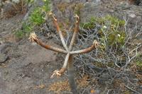 06-03-2009 : Tenerife, Jour 01, Garachico, Montaña de Taco, Punta de Teno, Masca
